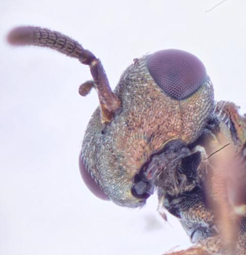 Trichomalus sp.